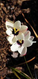 Close-up of white flower