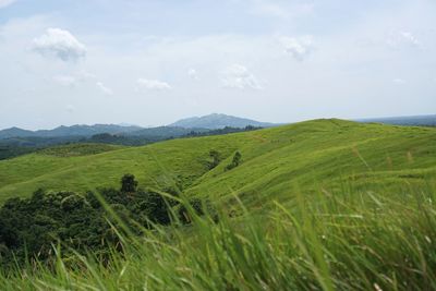 Scenic view of grassy field against sky