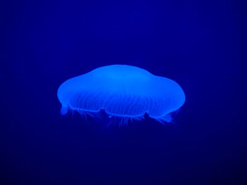 Close-up of jellyfish against blue background