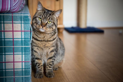 Portrait of cat sitting at home