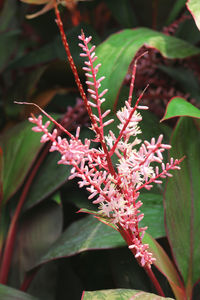 Close-up of pink flower