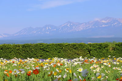 Scenic view of flowering plants on field by mountains against sky