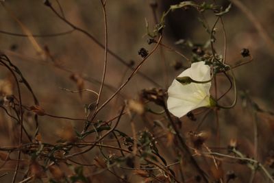 Close-up of flowers against blurred background