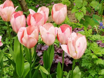 Close-up of pink rose flowers