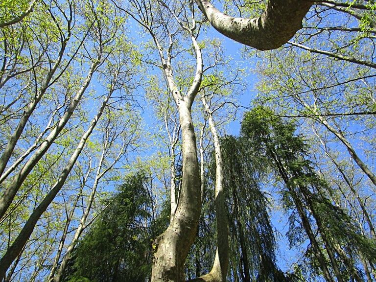 low angle view, branch, tree, tree trunk, growth, beauty in nature, scenics, nature, blue, clear sky, day, sky, tranquility, green, tall, tranquil scene, outdoors, green color, non-urban scene, tall - high, woodland, high section