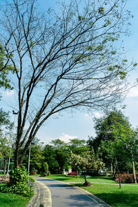 Road by trees in park against sky