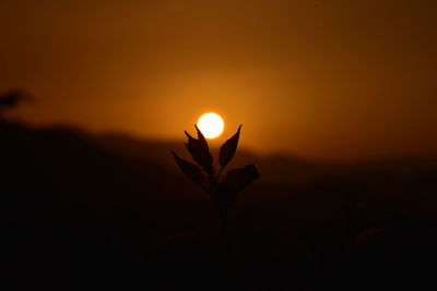 Close-up of silhouette plant against sky during sunset