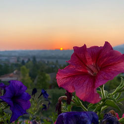 Close-up of purple flowering plant against sky during sunset