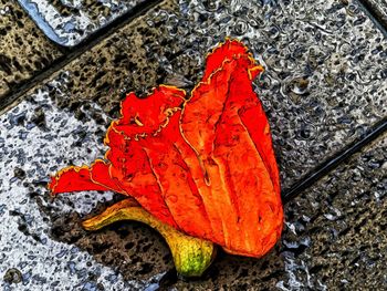 Close-up of maple leaves on wet field