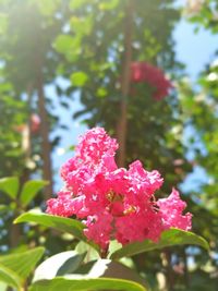 Close-up of pink flowers