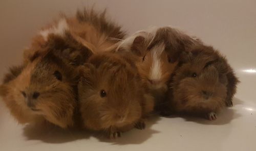 Close-up of cat relaxing at home