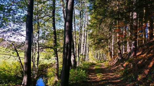 Trees growing in forest