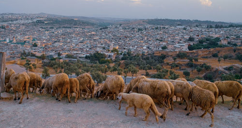 Herd of sheep in a field