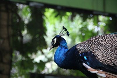 Close-up of peacock
