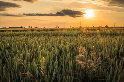 Crops growing on field against sky during sunset