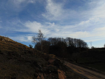 Low angle view of trees on field against sky