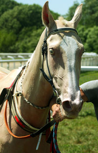 Close-up of horse standing on field