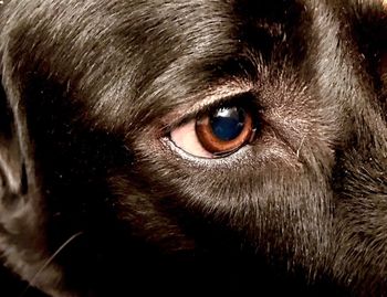 Close-up portrait of dog eye