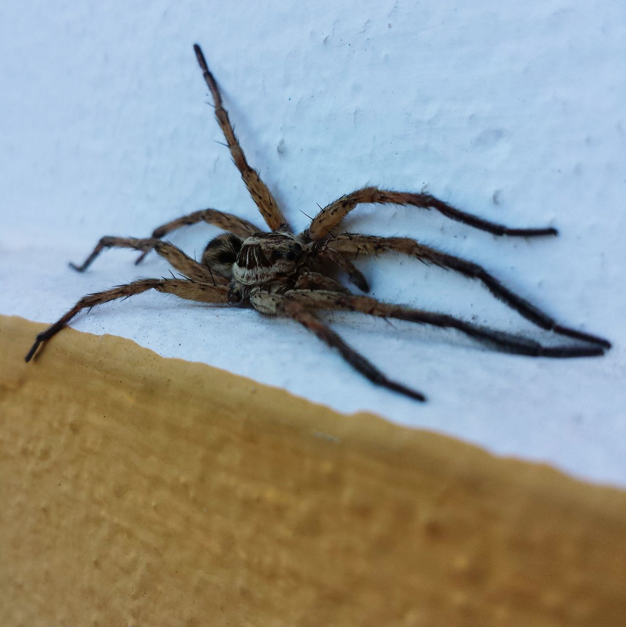 insect, one animal, animal themes, animals in the wild, wildlife, spider, close-up, selective focus, nature, arthropod, wall - building feature, focus on foreground, indoors, day, spider web, animal antenna, no people, zoology