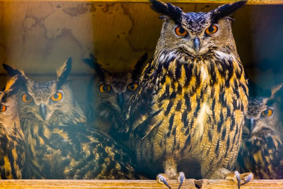 Close-up portrait of owl