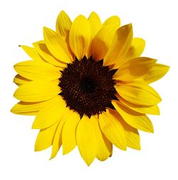 Close-up of sunflower