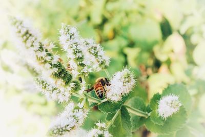 Close-up of bee on flower