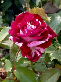 Close-up of pink rose