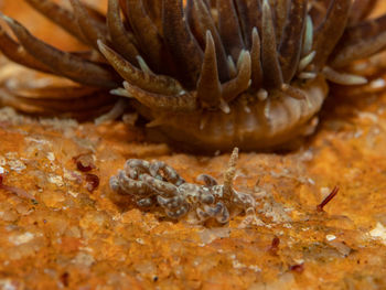 Close-up of crab on table