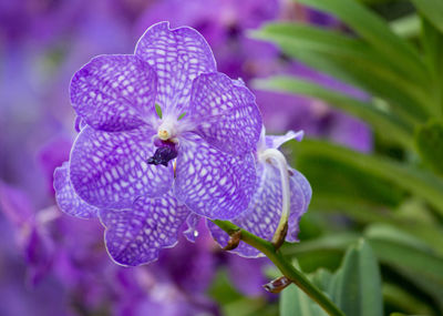 Close-up of purple flowering plant