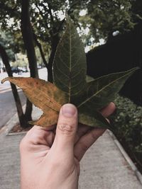 Close-up of hand holding maple leaves