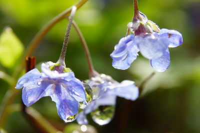 Close-up of purple flowers blooming outdoors