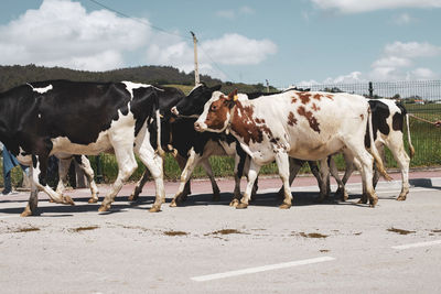 Herd of holstein friesian cattle