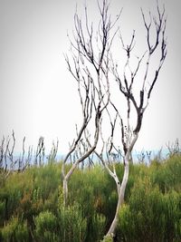 Bare tree on field against clear sky