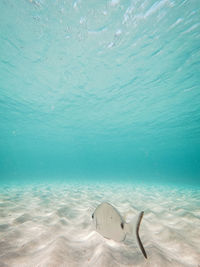 Close-up of fish swimming in sea