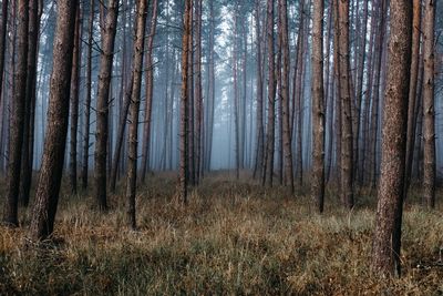 Pine trees in forest