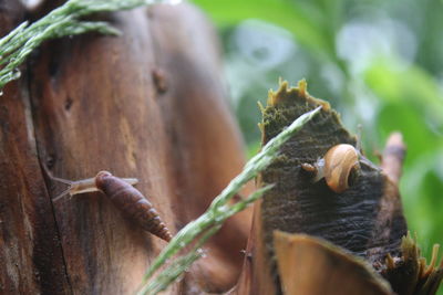 Close-up of insect on leaf