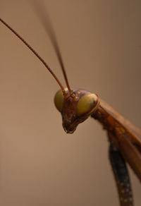 Close-up of praying mantis 