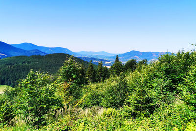 Scenic view of forest against clear blue sky