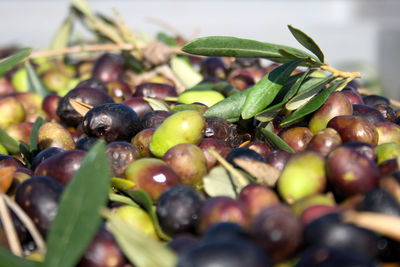 Close-up of fruits