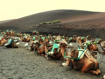 Camels sitting on landscape