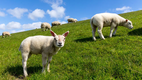 Sheep and lambs grazing hill on sunny day