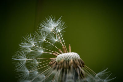 Close-up of dandelion on plant