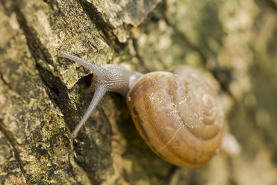 Close-up of snail on rock