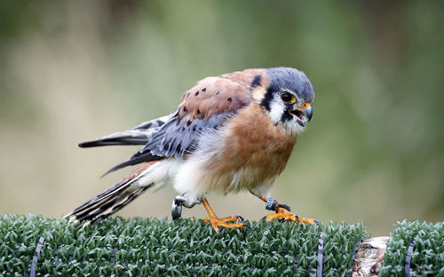 American kestrel at a bird of prey centre
