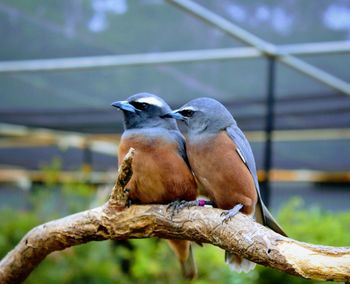 Close-up of bird perching on branch