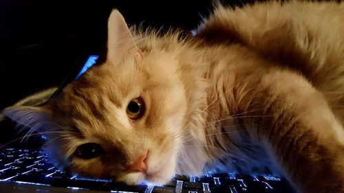 Close-up of cat lying on computer keyboard