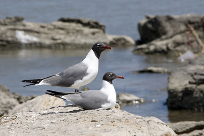 Seagull perching on rock by sea