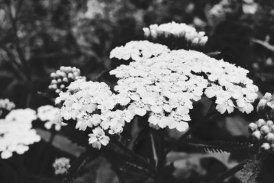 Close-up of white flowering plant