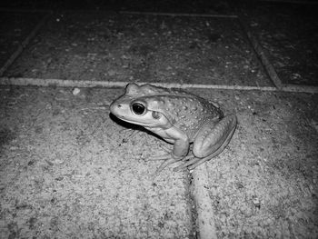 Close-up of frog