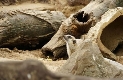 View of lizard on rock